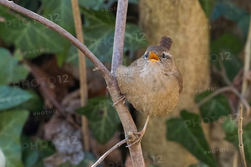 A wren (Troglodytes troglodytes) on a branch with open beak, surrounded by foliage, Hesse, Germany, Europe