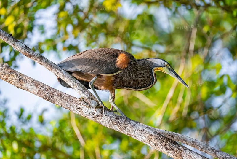 Bare-throated tiger heron (Tigrisoma mexicanum) in a tree, Tortuguero National Park, Costa Rica, Central America