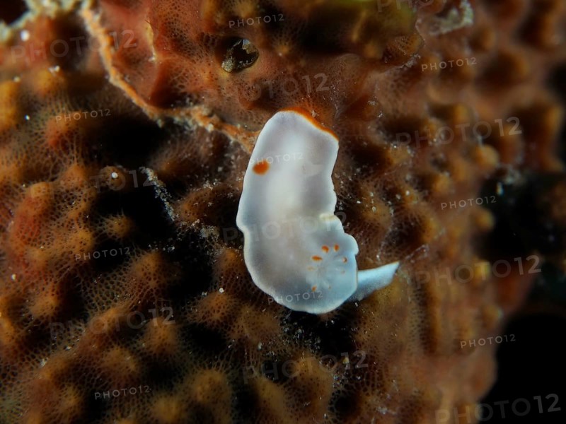Delicate white nudibranch with orange dots, yellow nudibranch (Ardeadoris angustolutea), on a coral. Dive site Twin Reef, Penyapangan, Bali, Indonesia, Asia