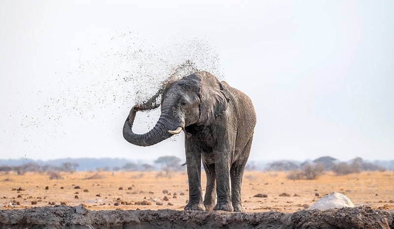 African elephant (Loxodonta africana), bathing at a waterhole, spraying water from its trunk, Nxai Pan National Park, Botswana Botswana