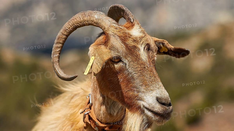 Portrait of a brown goat with horns against a mountainous background, goat (s), free-range, central north of the island, mountains, Karpathos, Dodecanese, Greek Islands, Greece, Europe