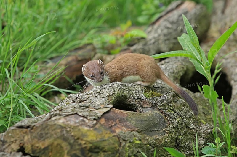 Ermine (Mustela erminea), large weasel