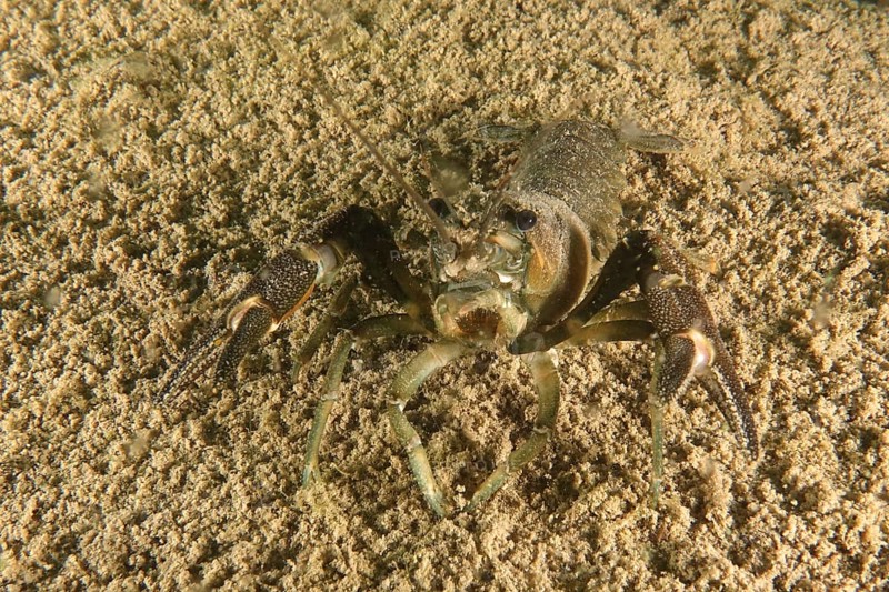 Crayfish (Astacus astacus), Terlinden dive site, Küsnacht, Lake Zurich, Canton Zurich, Switzerland, Europe