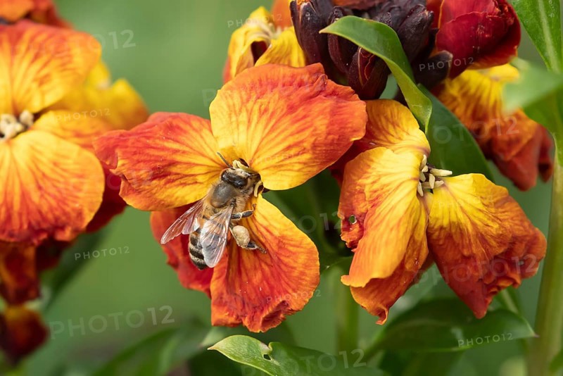 Honey bee (Apis mellifera) adult insect feeding on a Wallflower flower in an urban garden in spring, England, United Kingdom, Europe