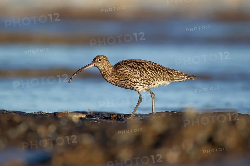 Eurasian curlew (Numenius arquata) adult wading bird on a coast shoreline, England, United Kingdom, Europe