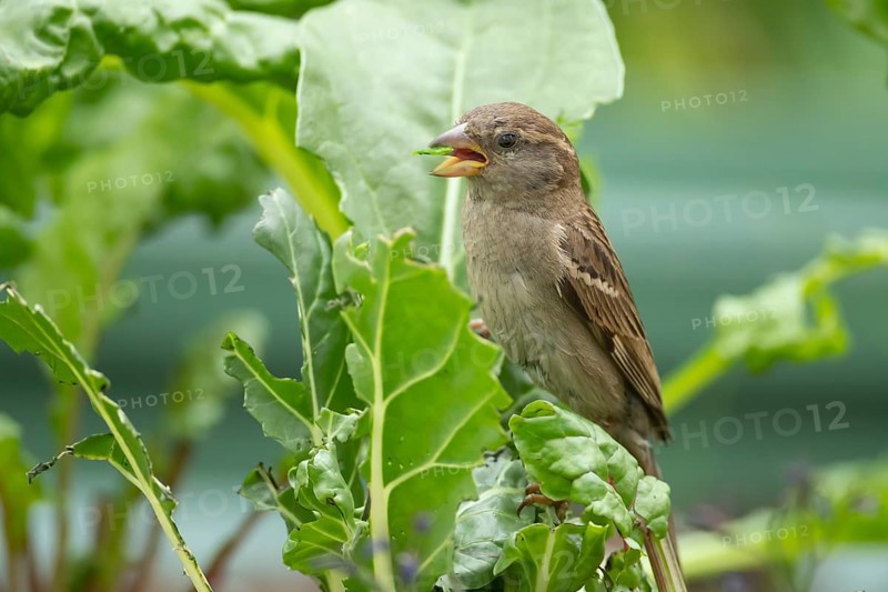 House sparrow (Passer domesticus) adult bird feeding on a garden Swiss chard vegetable plant, England, United Kingdom, Europe