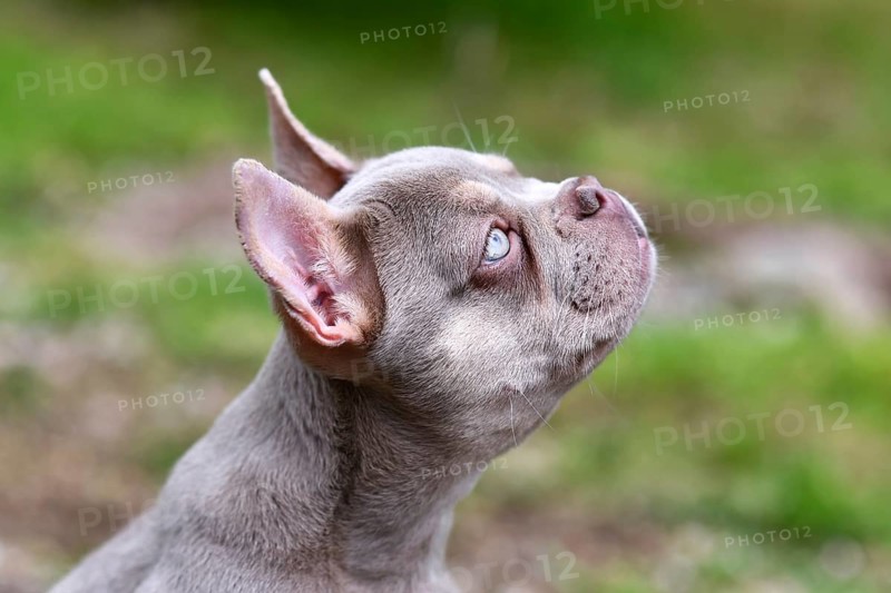 Side profile view of New Shade Isabella colored French Bulldog dog with very light blue eyes