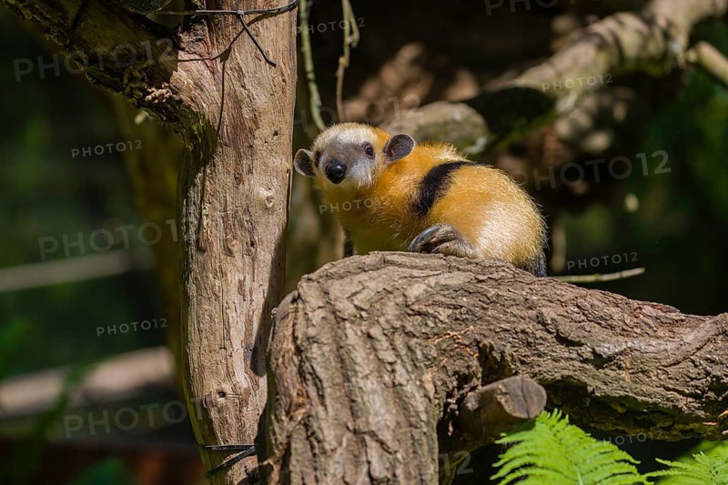 A southern tamandua (Tamandua tetradactyla), sits in a tree, watching the surrounding