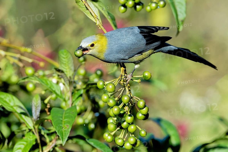 Long-tailed Silky-flycatcher, Ptiliogonys caudatus feeding on Twoleaf nightshade berries, Costa Rica, Central America