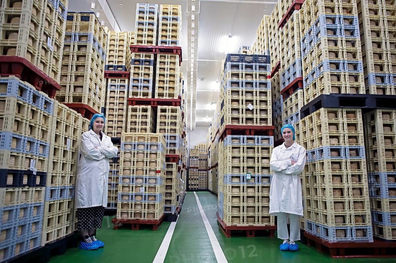 Castilian woman in the drying room of a cheese factory, cheese stacked in boxes in the back, Fuentesaúco, Zamora province, Castile and Leon, Spain, Europe