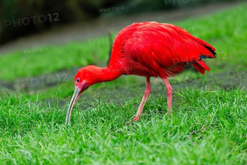 Scarlet Ibis (Eudocimus ruber), adult bird feeding on a grassy area, native to south America, captive, Germany, Europe