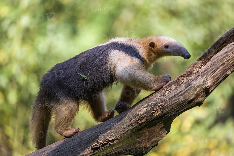 One southern tamandua (Tamandua tetradactyla), walking up a dead branch in a forest