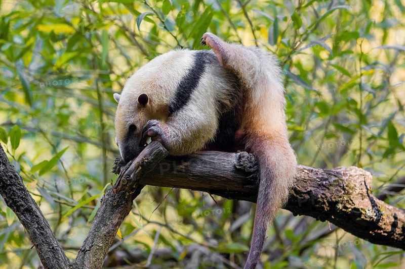 One southern tamandua (Tamandua tetradactyla), climbs up a tree in a forest
