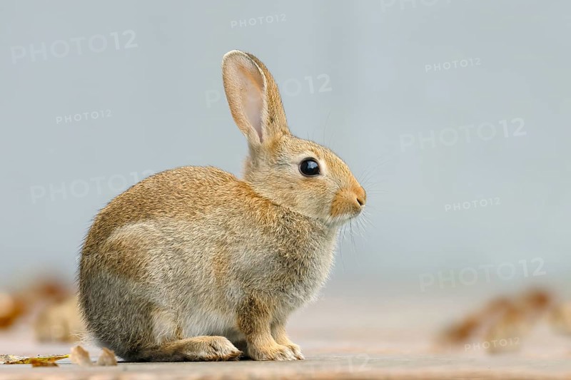 Wild rabbit (Oryctolagus cuniculus), adult, sitting on a terrace, wildlife, mammal, Baltic Sea coast, Fehmarn Island, East Holstein, Schleswig-Holstein, Germany, Europe