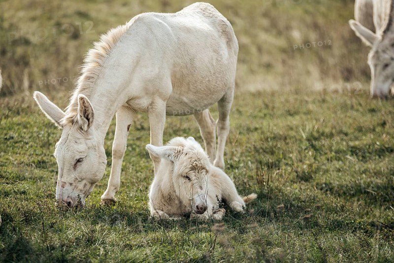 White donkeys, baroque donkeys, with foals together in a meadow, Lake Neusiedl National Park, Burgenland, Austria, Europe
