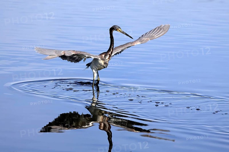 Tricoloured Heron (Egretta tricolor), adult, in the water, foraging, hunting, Merritt Island, Black Point Wildlife Drive, Florida, USA, North America