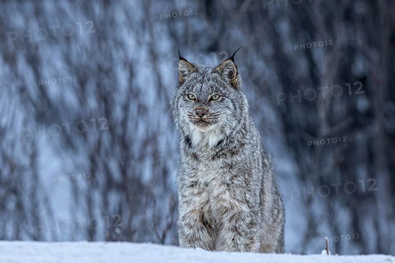 Canada lynx (Lynx canadensis), wild, winter, snow, sitting, head-on, Alaska Highway, Yukon, Canada, North America