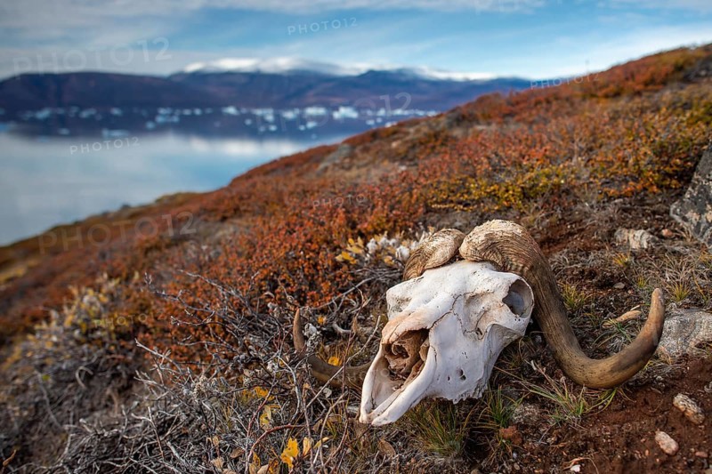 Bleached skull of a musk ox in autumnal arctic landscape, Kong Oscar Fjord, Northeast Greenland National Park, Greenland, North America