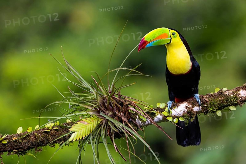 Fishing Toucan (Ramphastos sulfurantus), Toucans (Ramphastidae), Laguna del Lagarto Lodge, Alajuela, Costa Rica, Central America