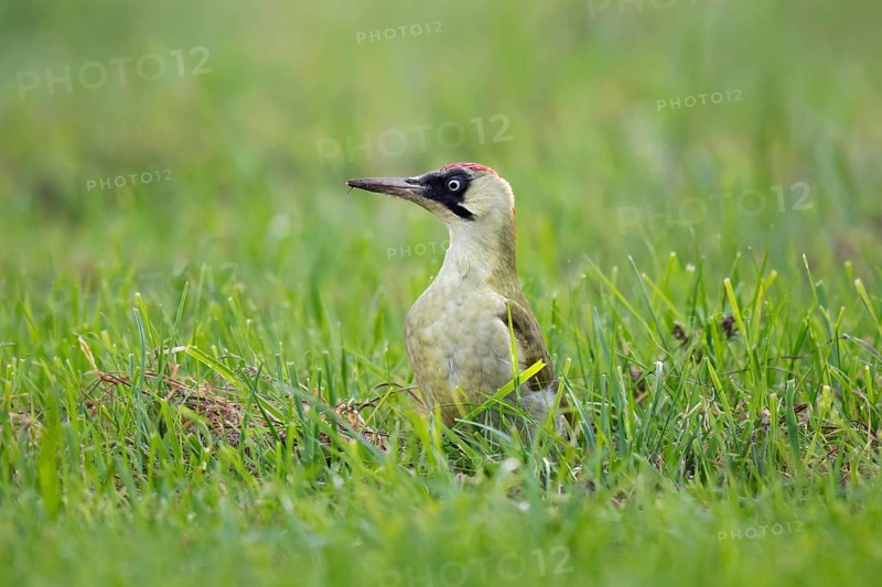 Green woodpecker (Picus viridis), young bird foraging in meadow, Rosensteinpark, Stuttgart, Baden-Württemberg, Germany, Europe