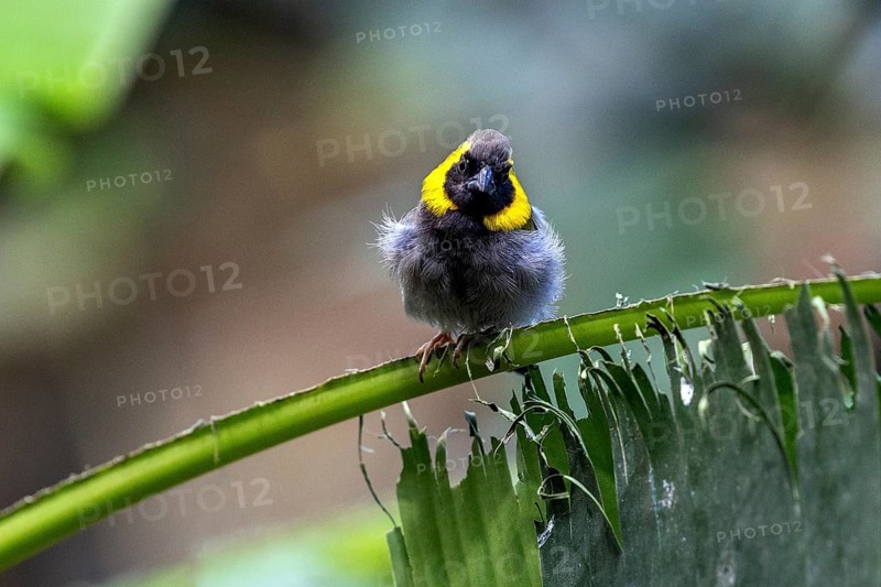 Cuban Finch (Tiaris canora) sitting on palm leaf, captive, Germany, Europe