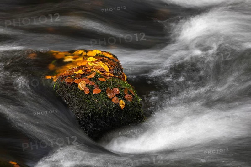 Flowing water with ferns and rocks in the Edmunds Gorge in autumn. River Kamnitz, Hrensko, Ustecky kraj, Czech Republic, Europe