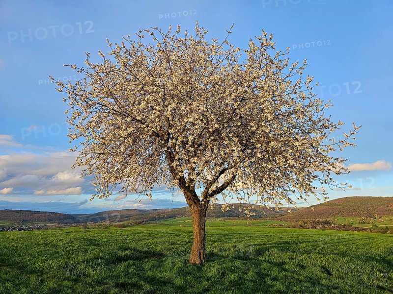 Apple tree (Malus) in full bloom, in a meadow in spring, Mönchberg, Mltenberg, Spessart, Bavaria, Germany, Europe