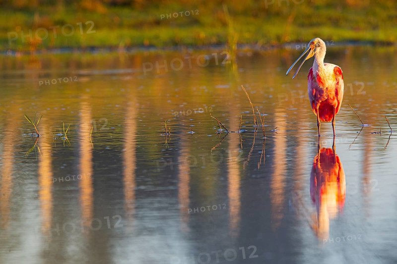 Roseate spoonbill (Ajaia ajaja) Pantanal Brazil
