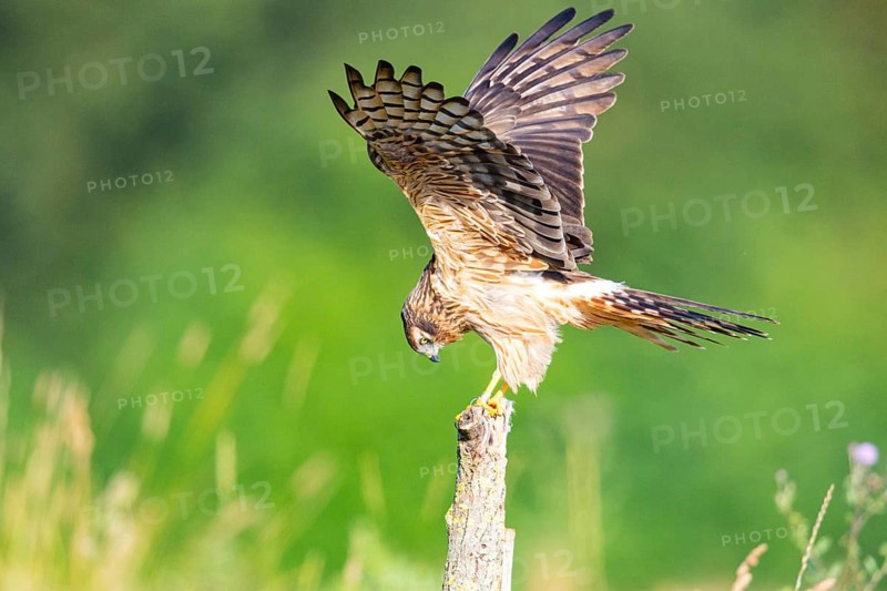 Montagu's harrier (Circus pygargus) wbl Germany