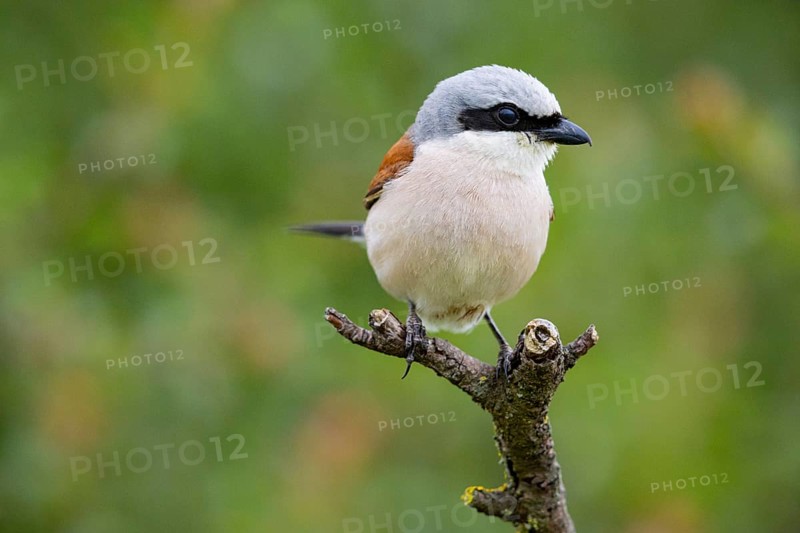 Red-backed shrike (Lanius collurio) ml Germany