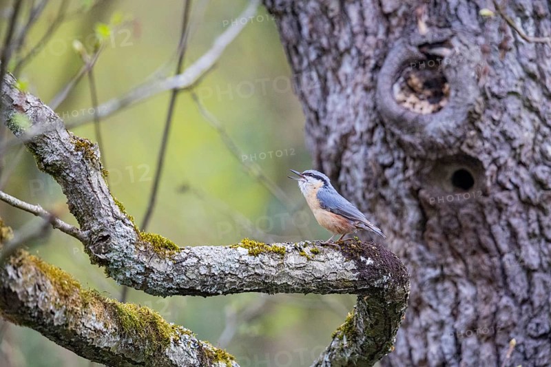 Nuthatch (Sitta europaea) Courtship song Germany