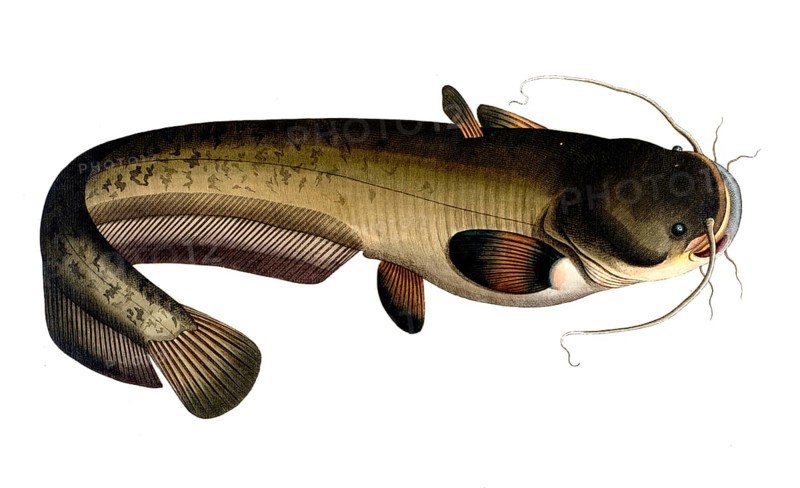 Fish, Fish, Fish genus from the family of the true catfishes within the order of the catfishes, Silurus glanis, Catfish, the Sheat-fish, Historical, digitally restored reproduction from a 19th century original, Record date not stated