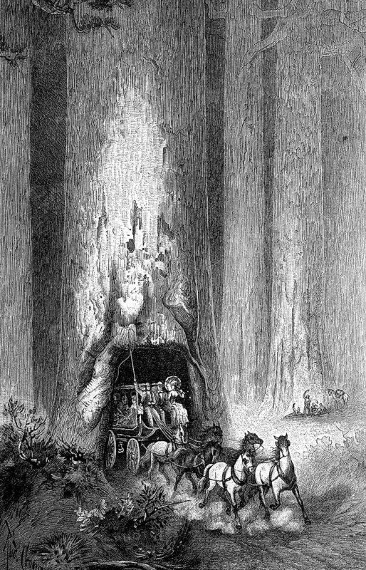 Ride on a stagecoach through one of the giant sequoia trees, Sequoiadendron giganteum, in California, America, Historical, digital reproduction of an original from the 19th century