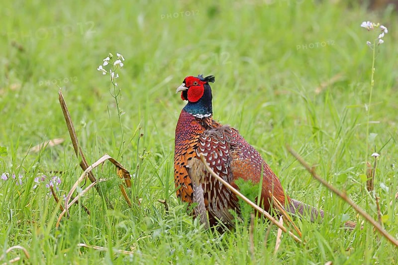 Pheasant, hunting pheasant (Phasianus colchicus), adult male bird in a meadow, wildlife, Lembruch, Ochsen Moor, Dümmer nature park Park, Lower Saxony, Germany, Europe
