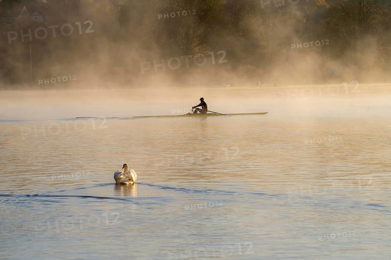 Sunrise, autumn atmosphere at Lake Baldeney, near Haus Scheppen, in Essen, rower, swan, North Rhine-Westphalia, Germany, Europe