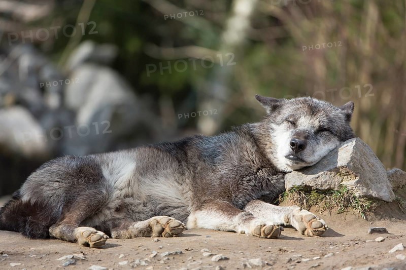 One Northern Timber wolf (Canis lupus occidentalis), or Mackenzie Valley wolf, lying on the ground, sleeping and using a stone as pillow. With forest in background