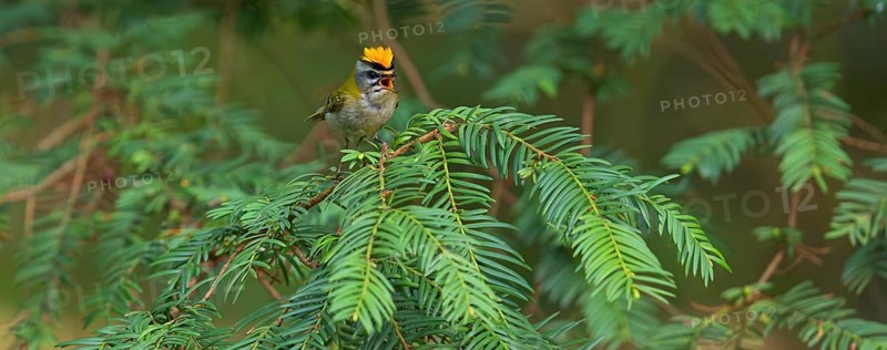 Goldcrest, Regulus ignicapillus, Luce, Mountain area, Luce, Styria, Slovenia, Europe