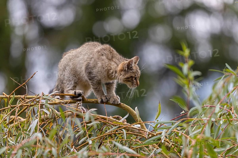 One young European wildcat, Felis silvestris silvestris, sitting in a green weeping willow tree. Green leaves all around