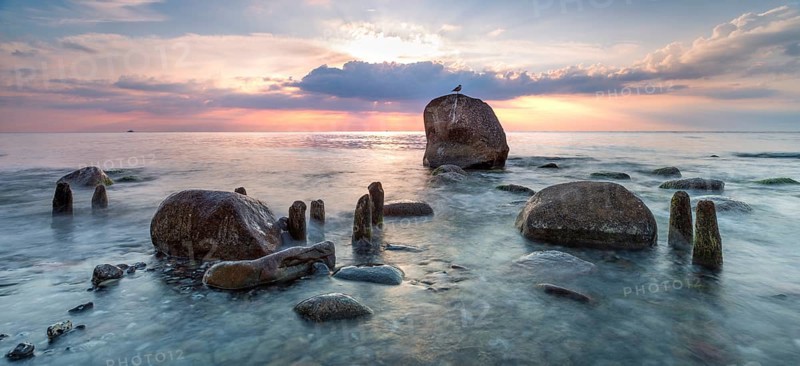 Sunrise on the shore of the Baltic Sea, stones and old groynes in the water, seagull sitting on erratic boulder, Jasmund National Park, Rügen, Mecklenburg-Western Pomerania, Germany, Europe