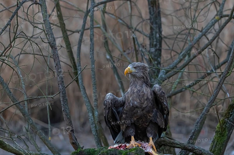 One white-tailed eagle (Haliaeetus albicilla) sitting on a small hammock feeding on a common carp. Fall foliage in late light in the background