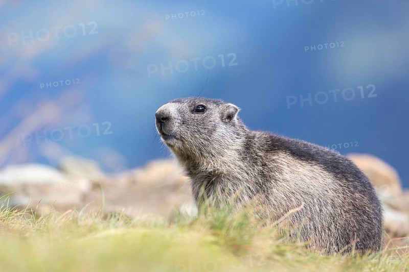 One Alpine Marmot, Marmota marmota, standing in tall grass. Side view portrait. Green grass and blue mountains in the distant background. Grossglockner high alpine road, Hohe Tauern National Park