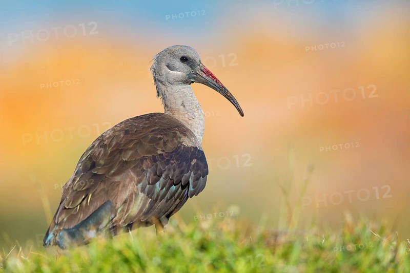 Hagedash, Hadada Ibis, (Bostrychia hagedash), Ibis, Table Mountain National Park Cape of Good Hope Nature Reserve, Cape Town, Western Cape, South Africa, Africa