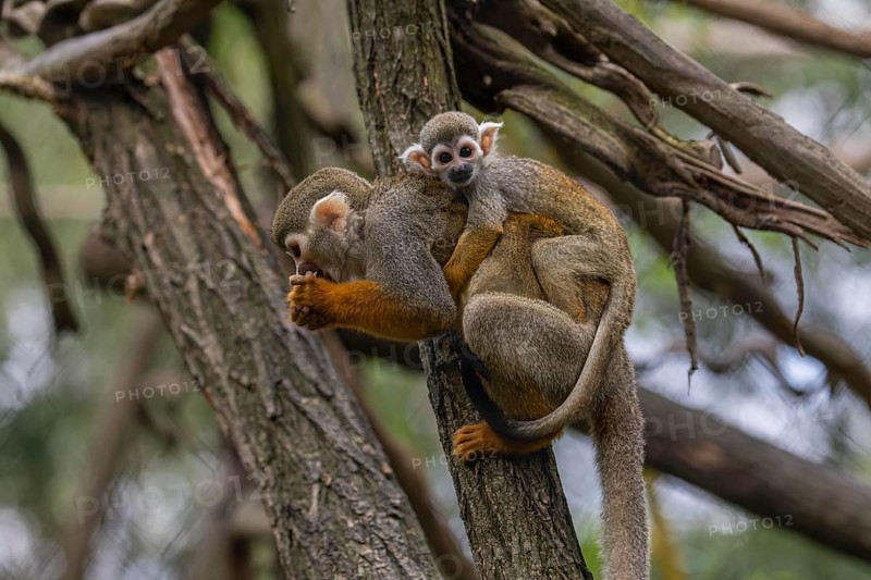 One female Central American squirrel monkey, Saimiri oerstedii, carrying her baby. Green vegetation around