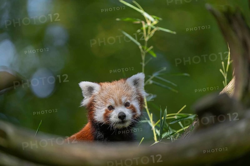 One red panda, Ailurus fulgens, sitting on a branch of a dead tree. Fresh green vegetation in the background