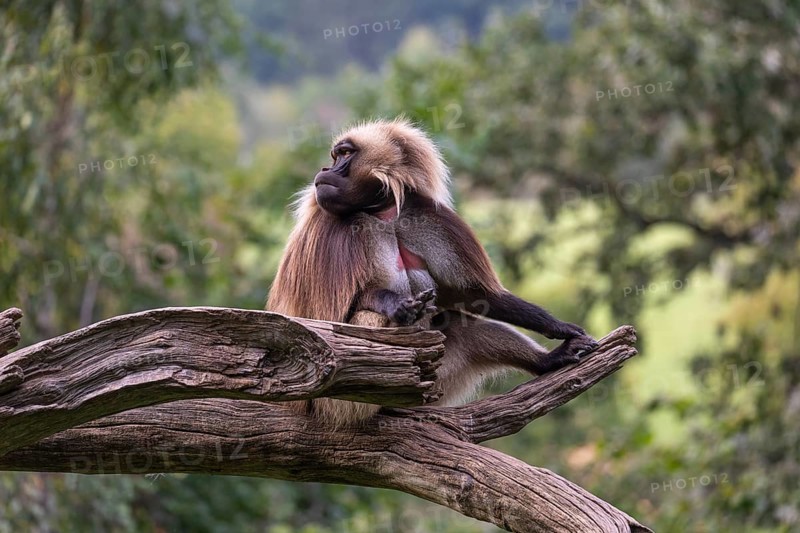 Portrait of an adult male Gelada (Theropithecus gelada), or bleeding-heart monkey, resting on a log