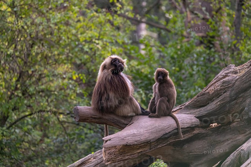 One adult male and one adult female Gelada (Theropithecus gelada), or bleeding-heart monkey, resting on a log. A green forest in the distant background