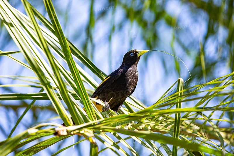 Yellow-rumped cacique (Cacicus cela) Pantanal Brazil