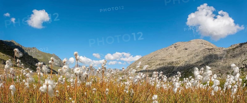 Cotton grass meadow in the Alps in a valley of the Gran Paradiso National Park. Valsavaranche, Aosta, Italy, Europe