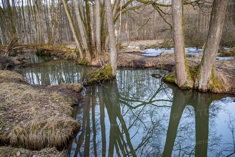 Winterladscape of a swamp with water and trees, Lengenbach, Deining, Upper Palatinate, Bavaria, Germany, Europe