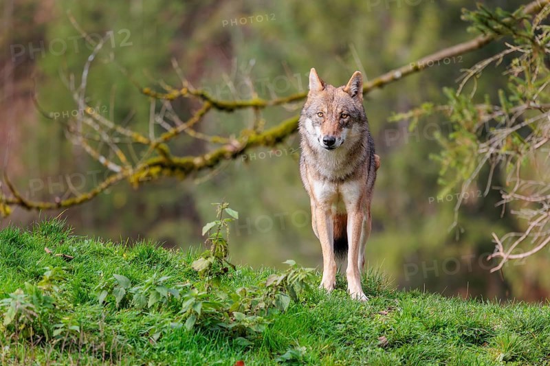 A female eurasian grey wolf (Canis lupus lupus) stands on green meadow on top of a hill